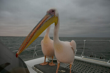 Pelican on the deck of a catamaran in Valwis Bay of Namibia, Southern Africa...
