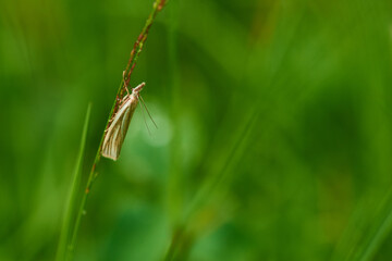 Weißer Graszünsler (Crambus perlella) 