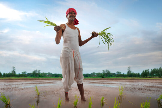 Indian farmer planting in rice paddy	