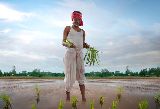 Indian farmer planting in rice paddy	