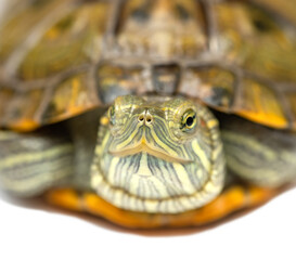 Obraz premium little turtle on a white background