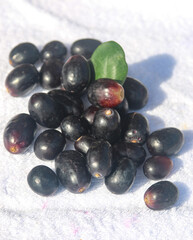 black exotic berry on a light background