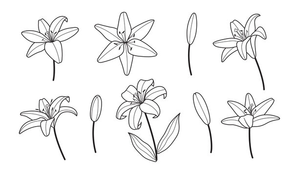 Lily flowers logo line minimal style. Design for greeting card, wedding invitation, tattoo. Feminine icon for nail and hair and spa salon.