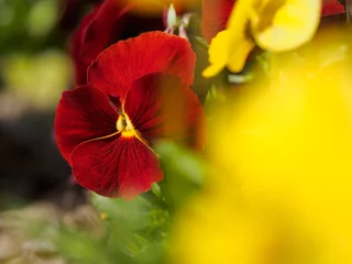 Fototapeten Blooming  red pansy in the garden © AM Boro