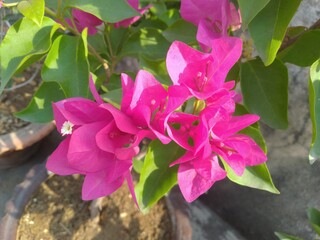 Pink Bougainvillea Flowers