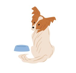 Papillon dog with hairy butterfly-like ears. Continental toy spaniel sitting near feeder and asking for food. Purebred doggy. Colored flat vector illustration isolated on white background