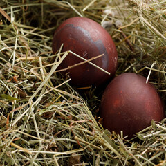 Still life many colorful easter eggs on a textural background. Rustic. Decoration from natural herbs. Easter celebration concept.