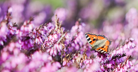 Pink Erica Carnea flowers, Winter Hit, and a butterfly in a spring garden.