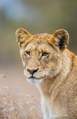 A young lion walking through the grass in the bush