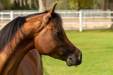 Arabian Horse in Stable 