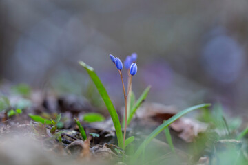 Scilla bifolia, the alpine squill or two-leaf squill, is a herbaceous perennial plant of the family Asparagaceae. Art photo of the early flowering plant Scilla bifolia, the alpine squill