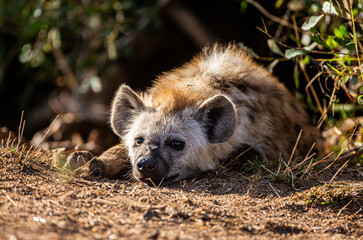 Young hyena rests at the mouth of the den in the sun