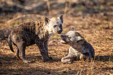 Hyena cub plays near the entrance to its den in South Africa