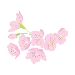 満開の桜のイラスト