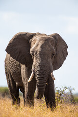 Naklejka na ściany i meble Lone African elephant bull walks through the dry savannah