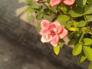 Pink Button Rose Flower