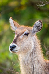 Female common waterbuck walking through the vegetation in South Africa