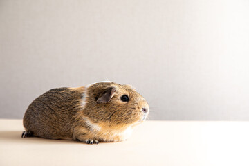 Beautiful guinea pig staring at camera and posing. Domestic guinea pig..