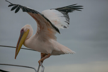 Pelican on the deck of a catamaran in Valwis Bay of Namibia, Southern Africa...