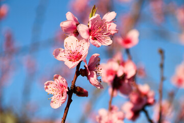 Beautiful cherry blossom sakura in spring time over blue sky.Cherry blossom in full bloom