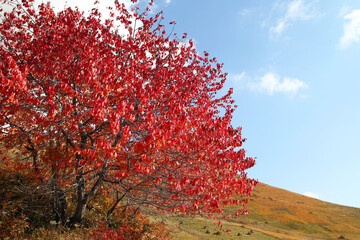 Big tree with red leaves on a background of countryside in mountains with fields in fall foliage in autumn. Caucasus mountains, Georgia.