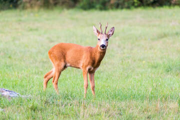 capriolo prima del tramonto 1