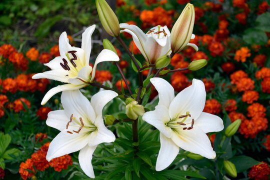 Varietal white lily. Beautifully flowering garden shrubs in summer. Flower close-up. Vertical photo.
