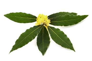 Laurel branch with flowers