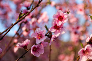 Beautiful cherry blossom sakura in spring time over blue sky.Cherry blossom in full bloom