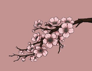 cherry blossom branch © saranya