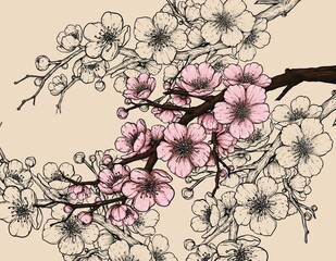 Sakura blossom illustration drawing 