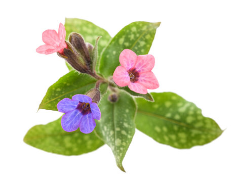 Common lungwort