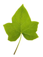 Green Ivy leaf