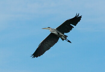 Beautiful Grey Heron in Flight