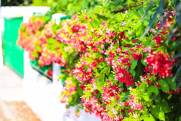 Tropical flower of combretum indicum or colorful rangoon creeper decorative hanging on green white fence in front of asian house background
