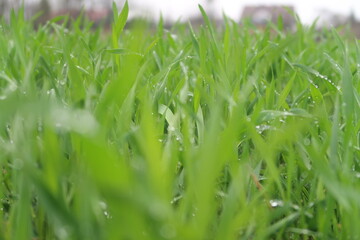 The congregation is sprouting in the field