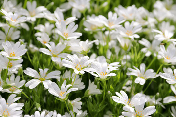 Many small white flowers on a green background. Spring mood. Flower background