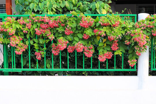 Combretum indicum flower or colorful rangoon creeper decorative hanging on green white fence in front of asian house background