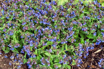 Pulmonaria 'Blue Ensign' a spring flowering plant found in the spring flower season which is...