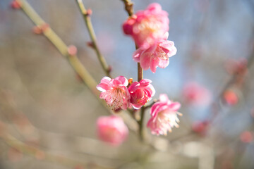 紅梅の花(Plum)