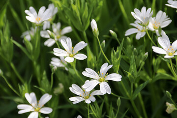 Naklejka na ściany i meble Many small white flowers on a green background. Spring mood. Flower background