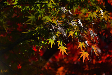 和風民家と紅葉