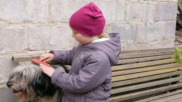 Young girl combing big fluffy dog. Care for long fur animals. Combs for pets. Love supportng caring puppy adoption concept. Polish Lowland Sheepdog sits on wooden bench.Street homeless mongrel shelter