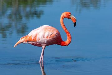American Flamingo - Galapagos Islands - Ecuador