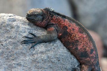 Galapagos Marine Iguana - Espanola - Galapagos Islands