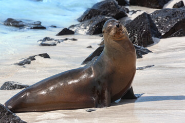 Fototapeta premium Galapagos Sea Lion - Espanola Island - Galapagos Islands