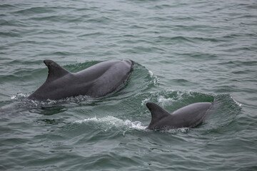Obraz premium Dolphins swimming around a catamaran in Valwis Bay of Namibia, Southern Africa...