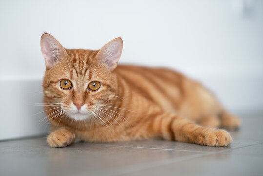 Cute funny red tabby cat at home. Adorable young pet.
