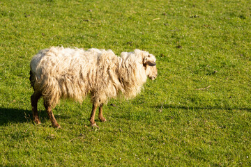 sheeps grazing in a meadow