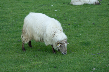 Naklejka premium sheeps grazing in a meadow